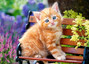 Puzzle 180 Imbirowy kotek CASTOR