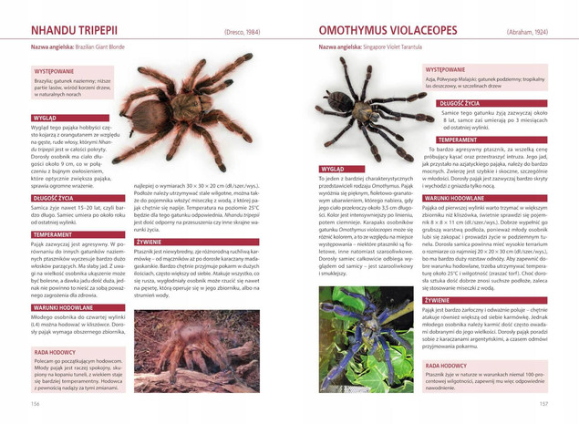 Atlas pająków. Ptaszniki – 100 gatunków hodowlanych | SBM