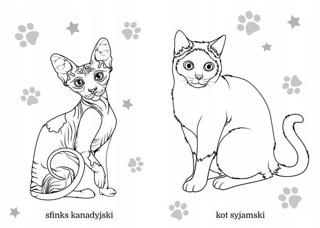 Koty rasowe. Maluszkowe malowanie